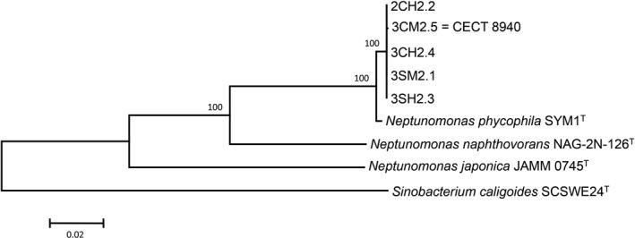 Complete characterization of new isolates of Neptunomonas phycophila ...