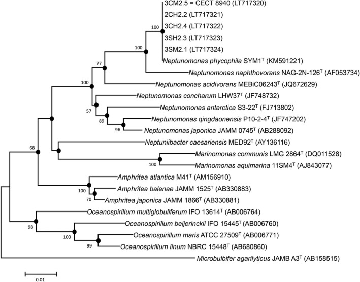 Complete characterization of new isolates of Neptunomonas phycophila ...