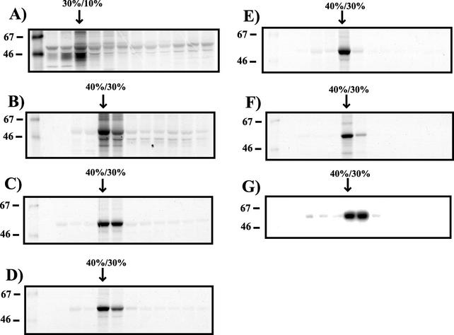 FIG. 5.