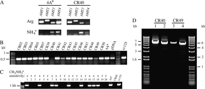 Figure 3.—