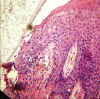 Figure 2c