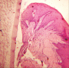 Figure 2b