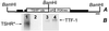 Fig 6.