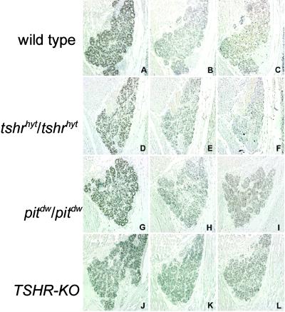 Fig 3.