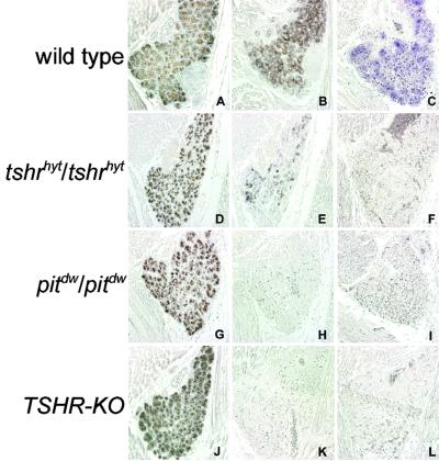 Fig 4.