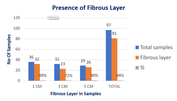 Chart 2. Presence of Fibrous Layer in Periosteal Samples.