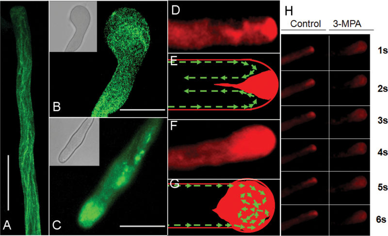 Fig. 7.