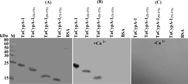 Fig. 6