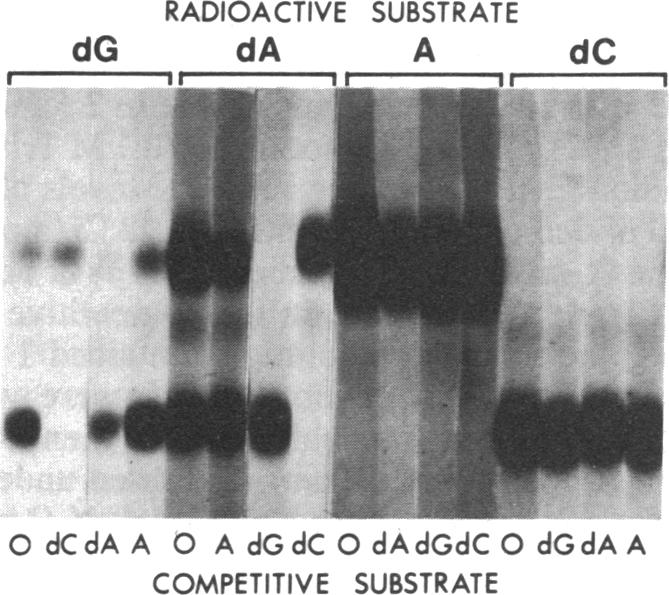 graphic file with name pnas00315-0473-b.jpg