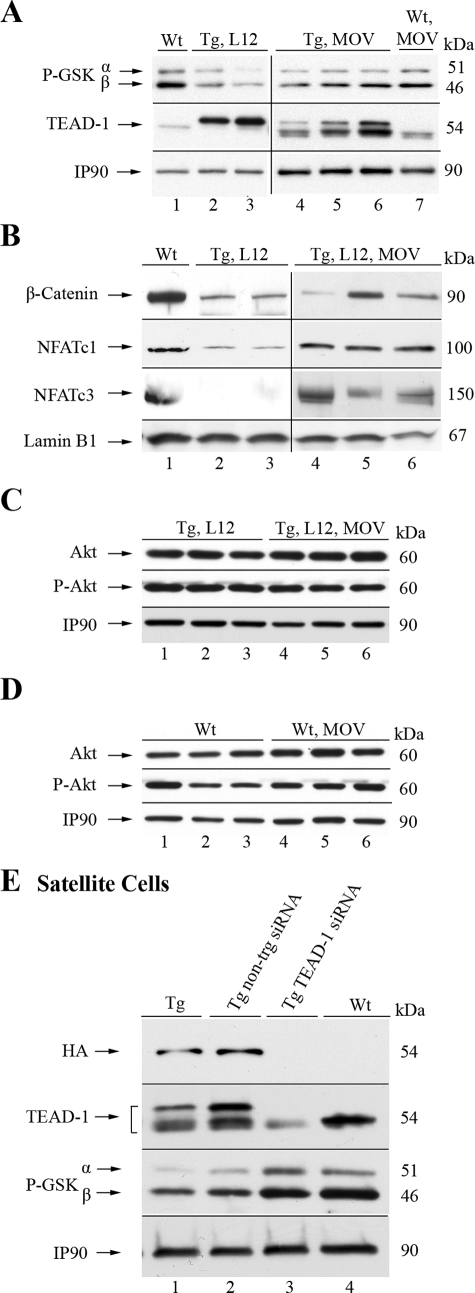 FIGURE 9.