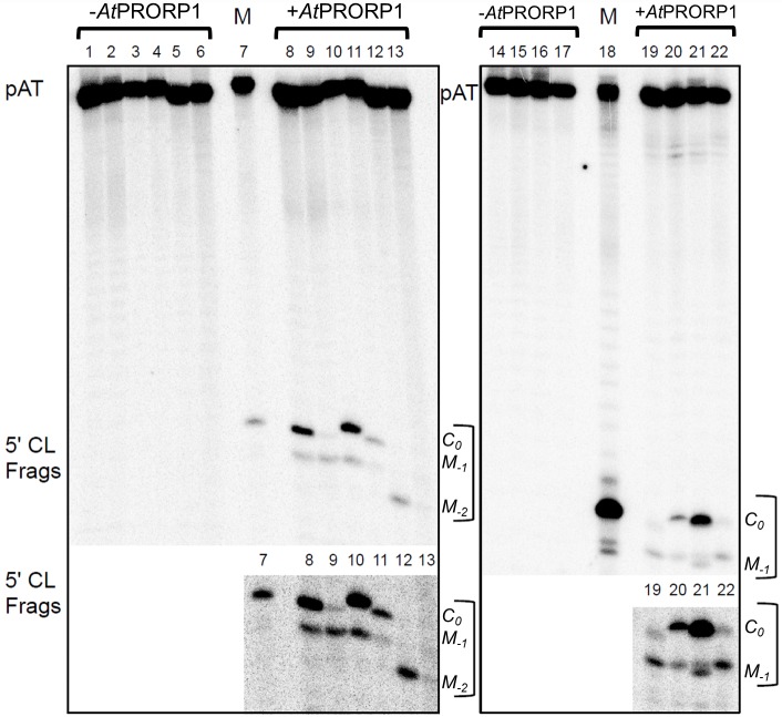 Fig 5