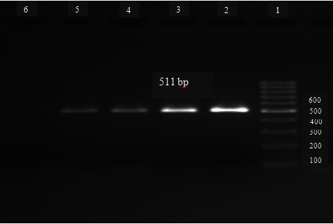 [Table/Fig-2]: