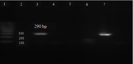 [Table/Fig-5]: