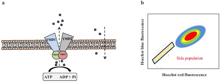 Fig. (2)