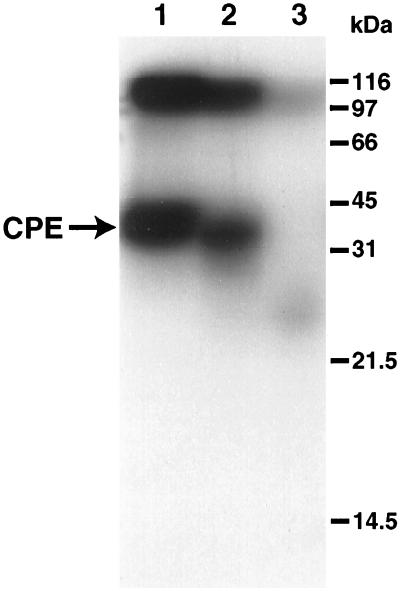 FIG. 8