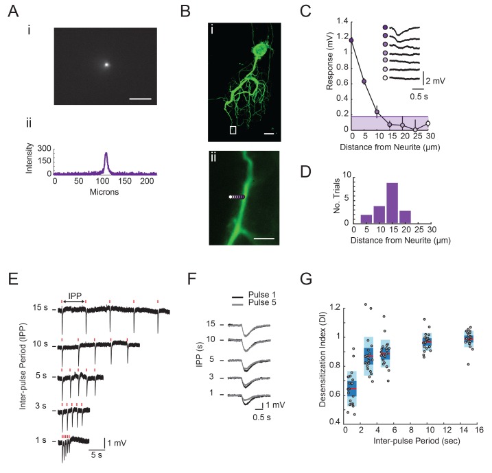 Figure 4—figure supplement 1.