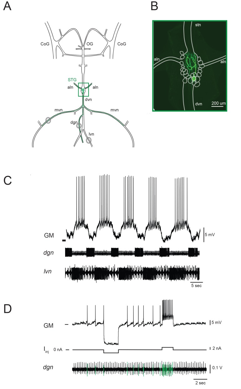 Figure 1.