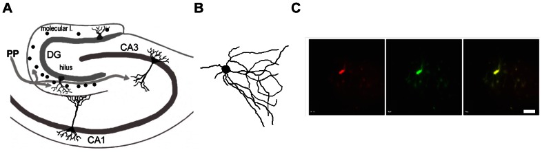 Figure 5