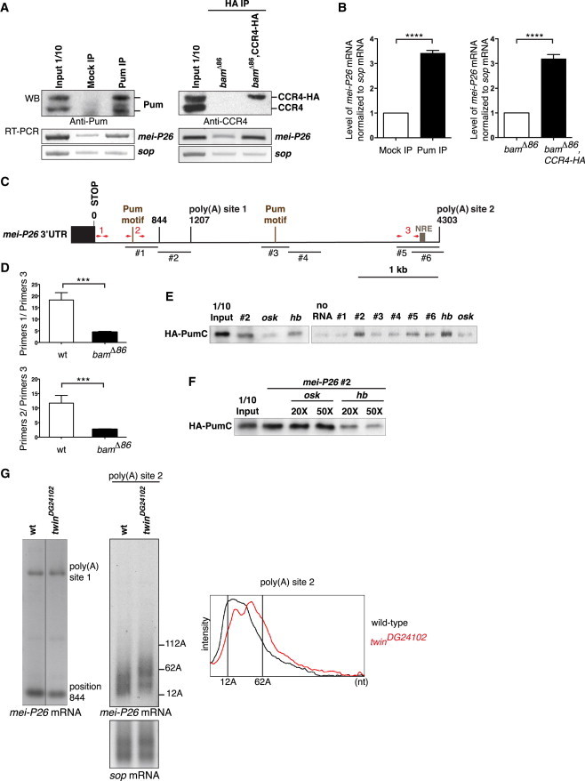 Figure 5