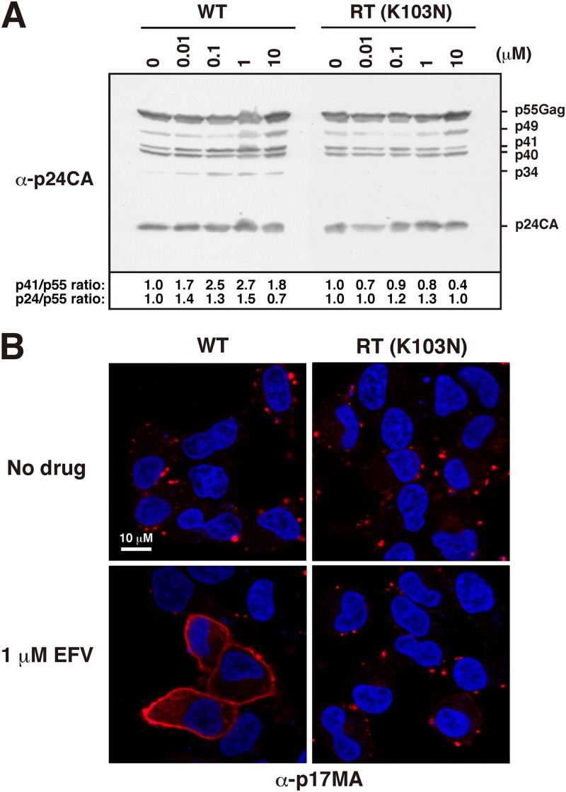 Fig 9