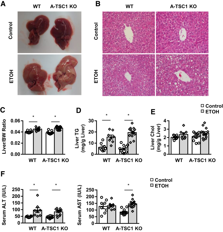 Figure 4