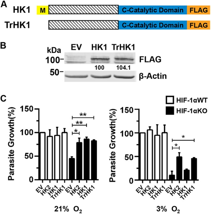 FIG 8 