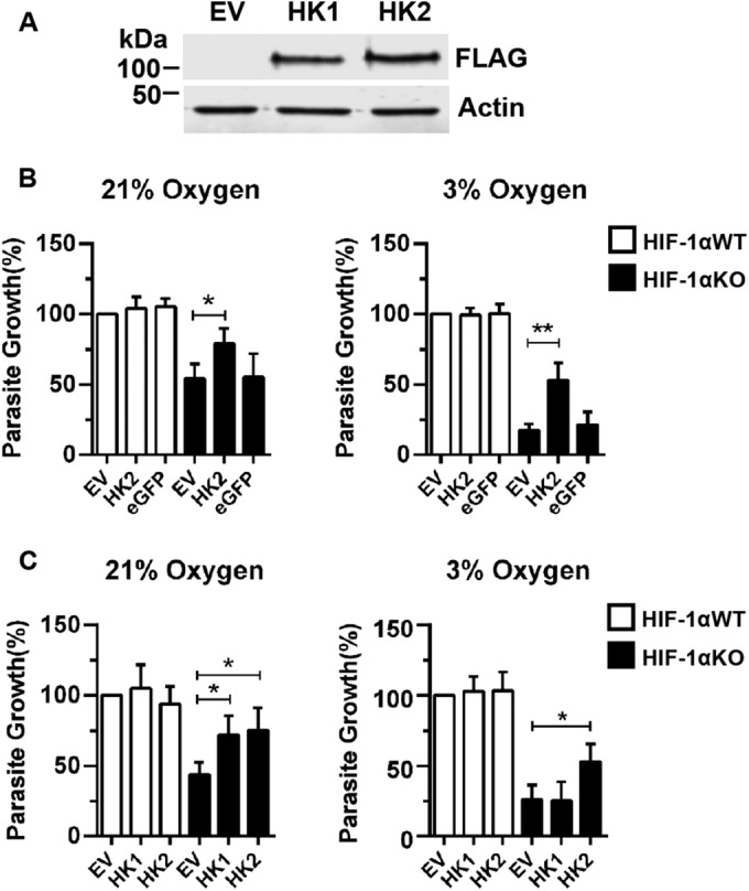 FIG 3 