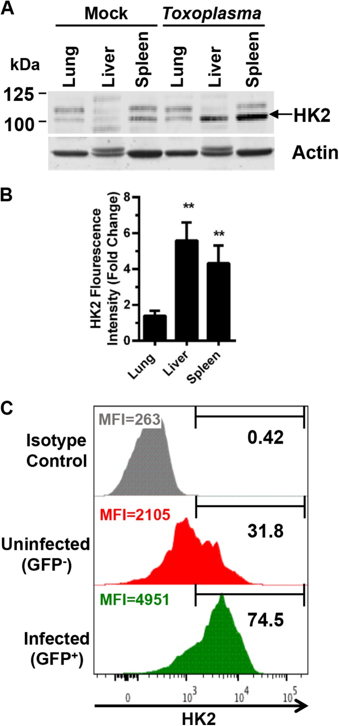 FIG 6 