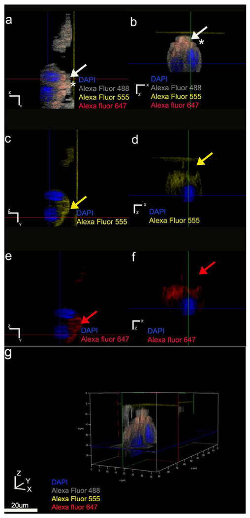 Fig. 7.