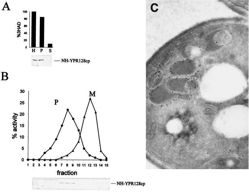 FIG. 1