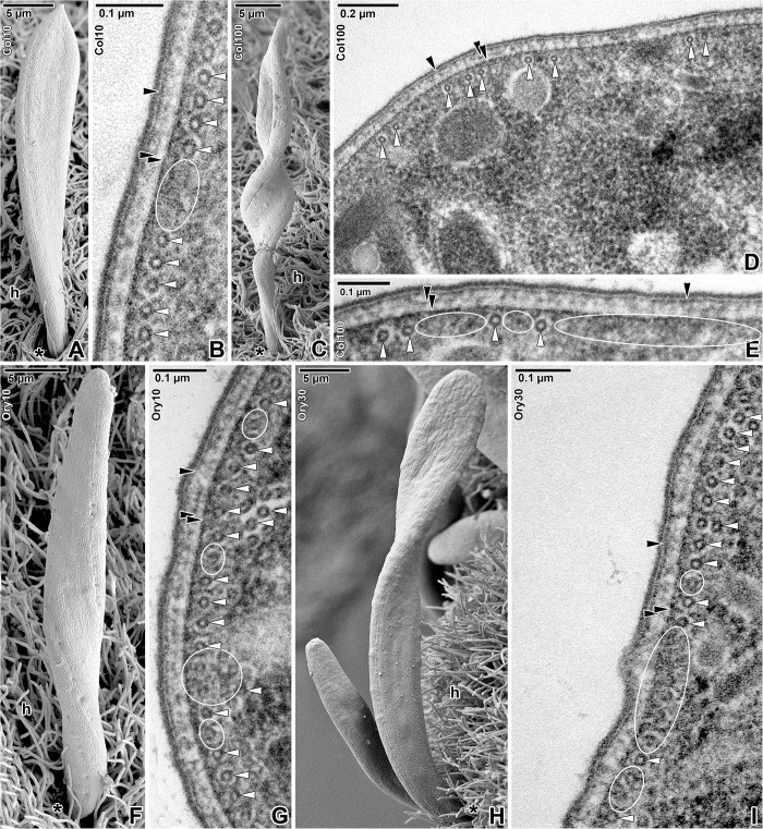 Fig 5