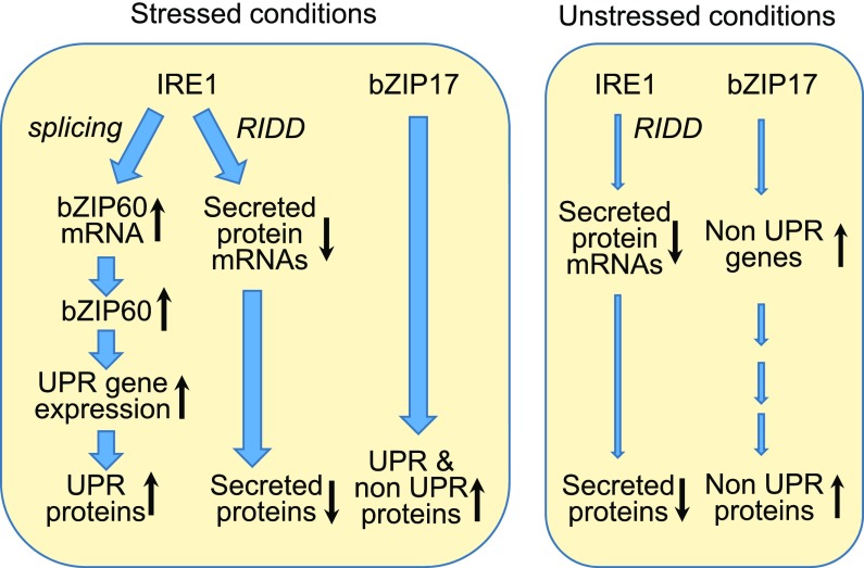 Figure 7.