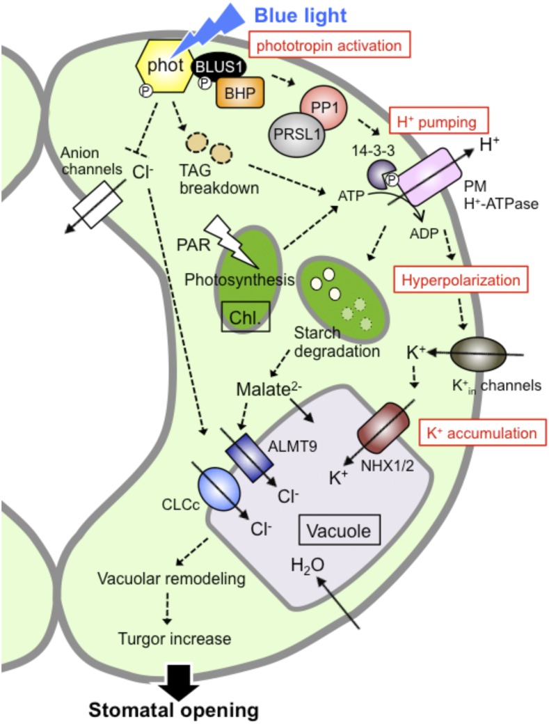 Figure 1.