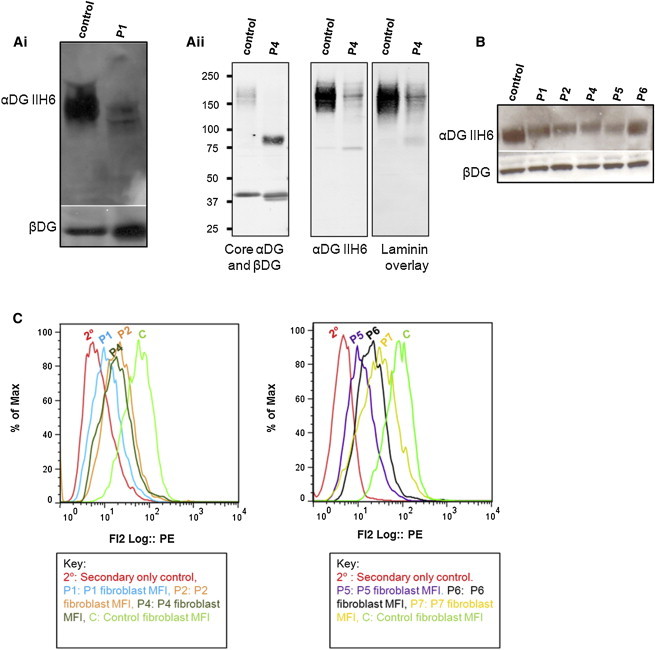 Figure 4