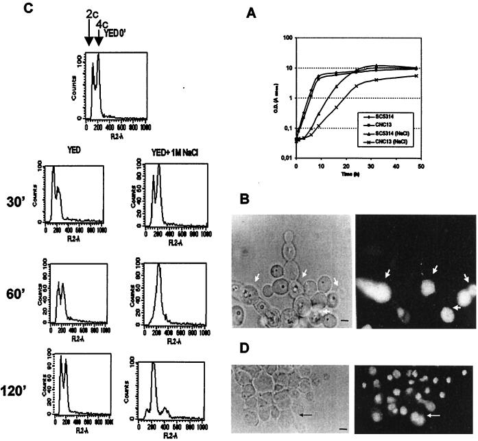 FIG. 1