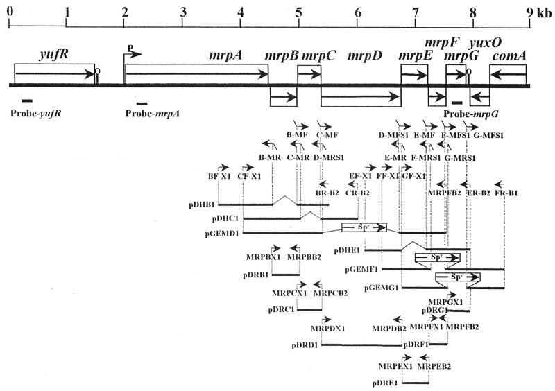 FIG. 1