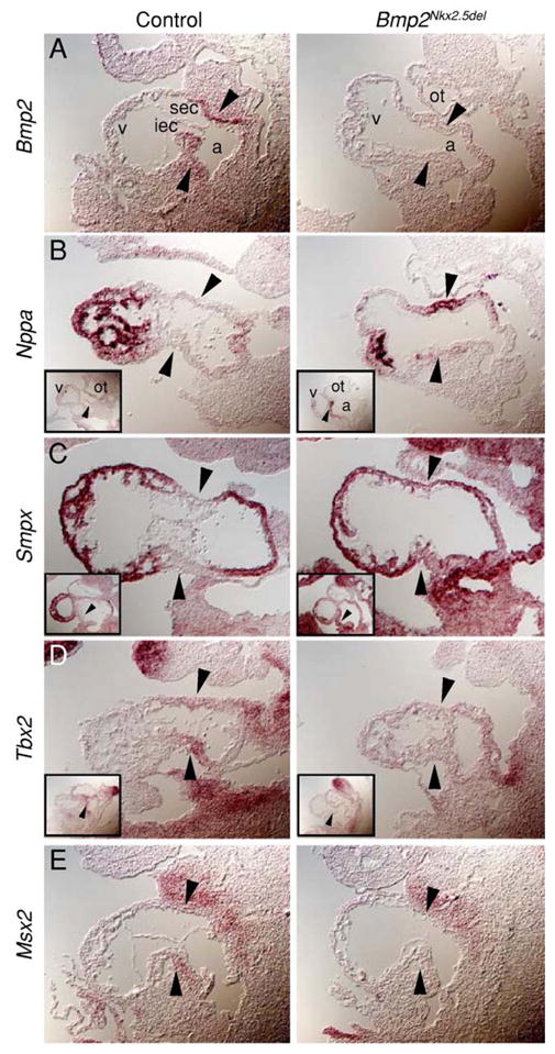 Fig. 5