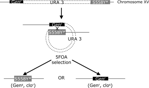 FIGURE 6.