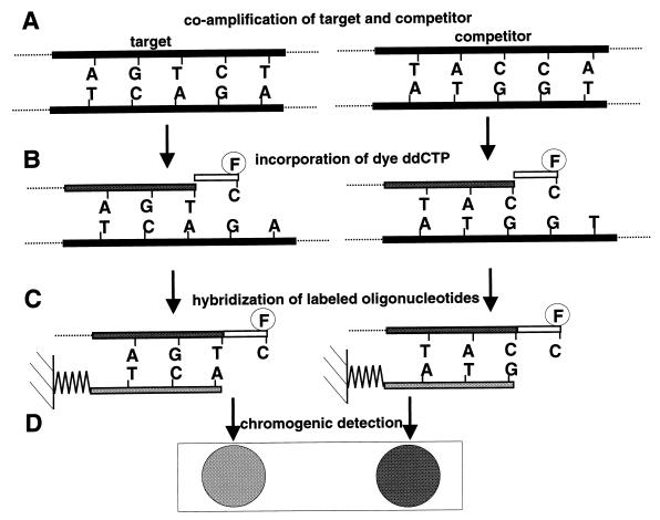 FIG. 1