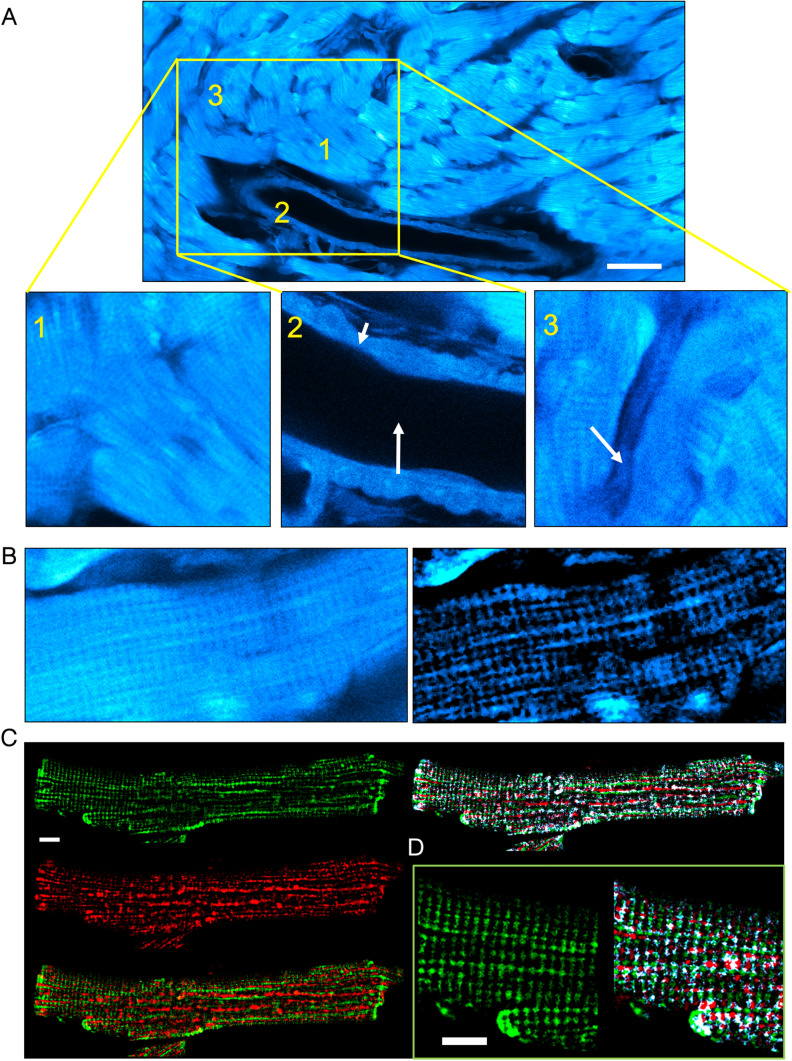 Fig. 2