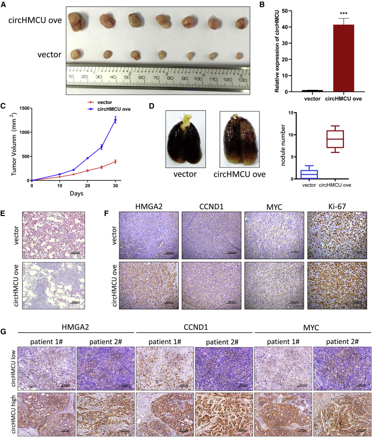 Figure 6