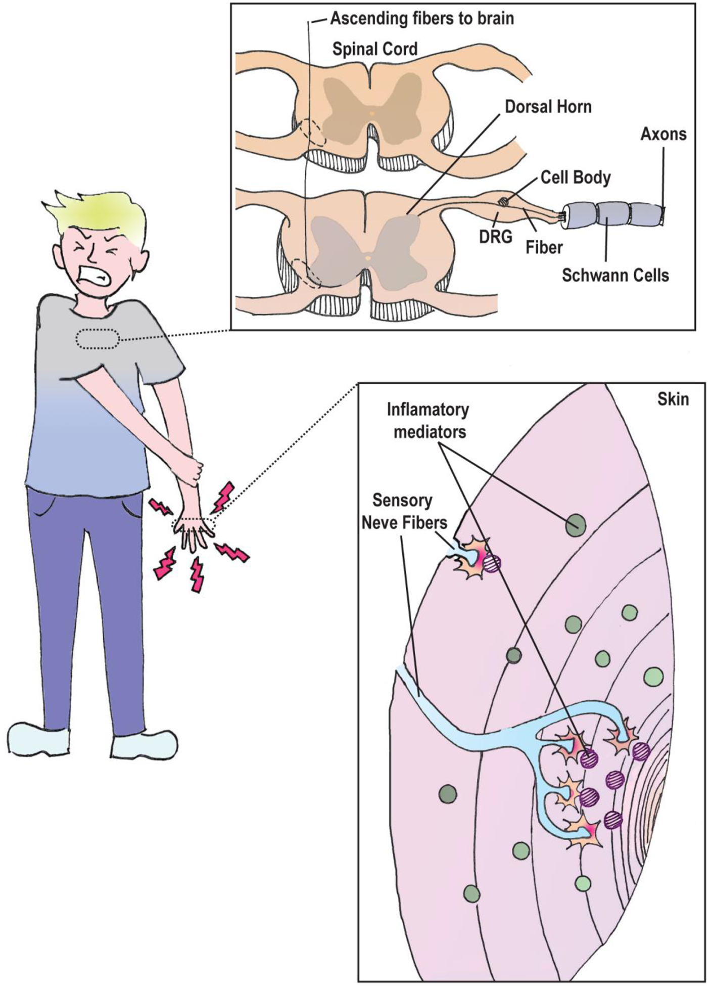 Figure 1 –