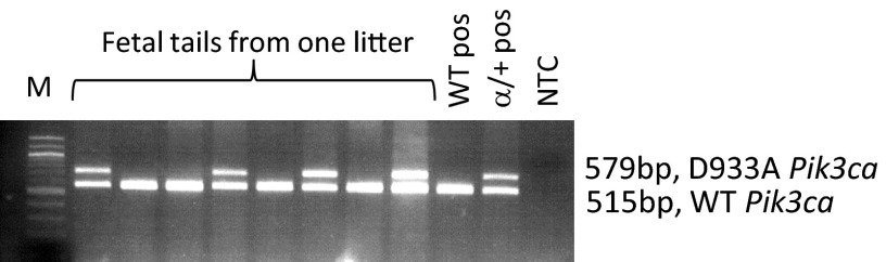 Fig. S1.