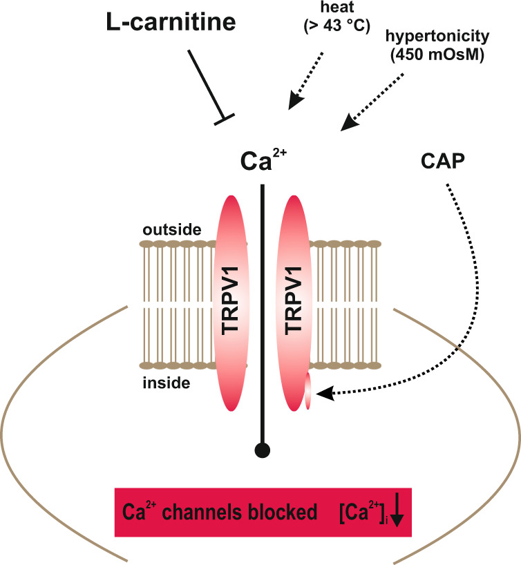 Fig. 8