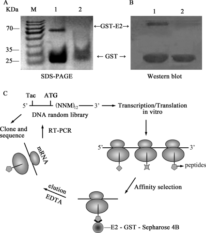 FIG. 1.