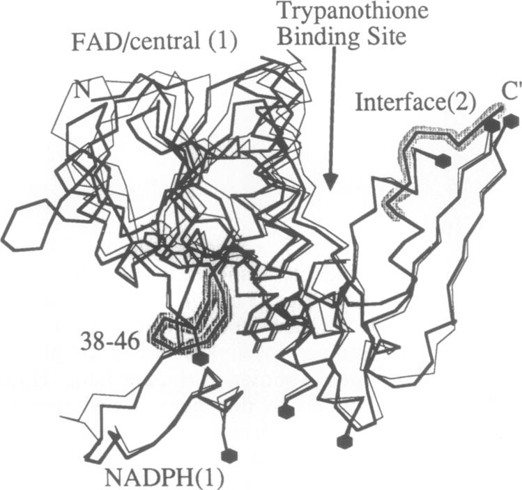 graphic file with name pnas01069-0495-a.jpg