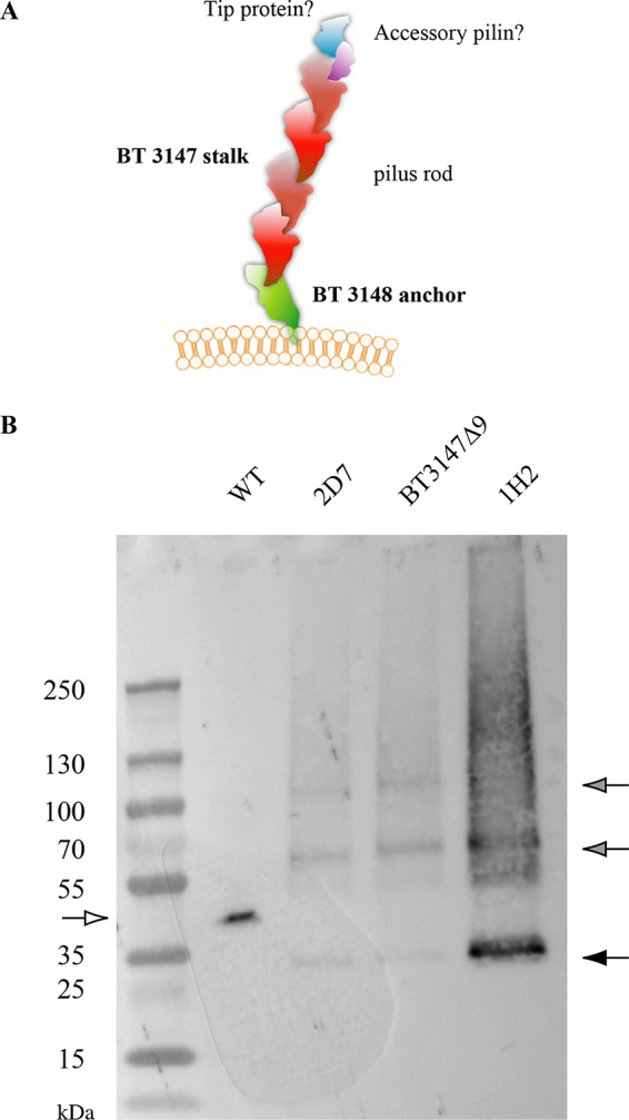 FIG 5