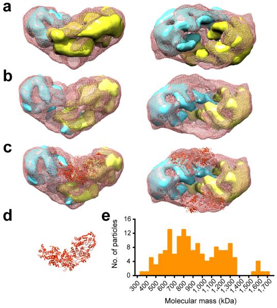 Structure and Mechanism of Action of the BRCA2 Breast Cancer Tumor ...