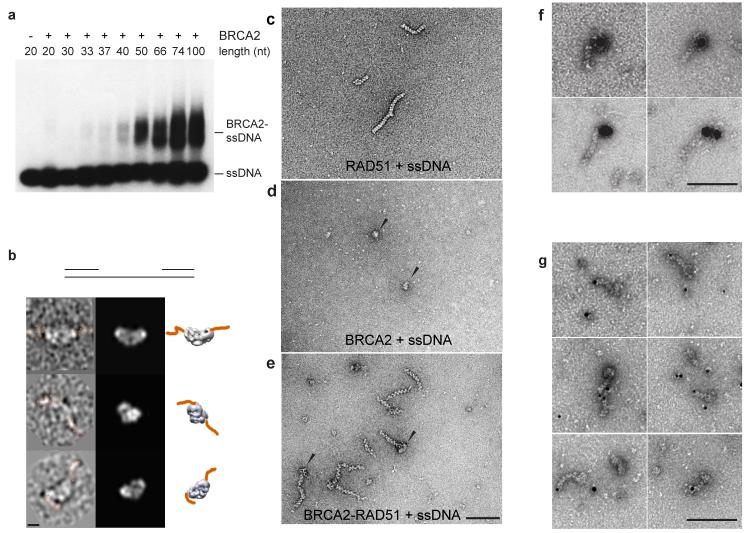 Structure and Mechanism of Action of the BRCA2 Breast Cancer Tumor ...