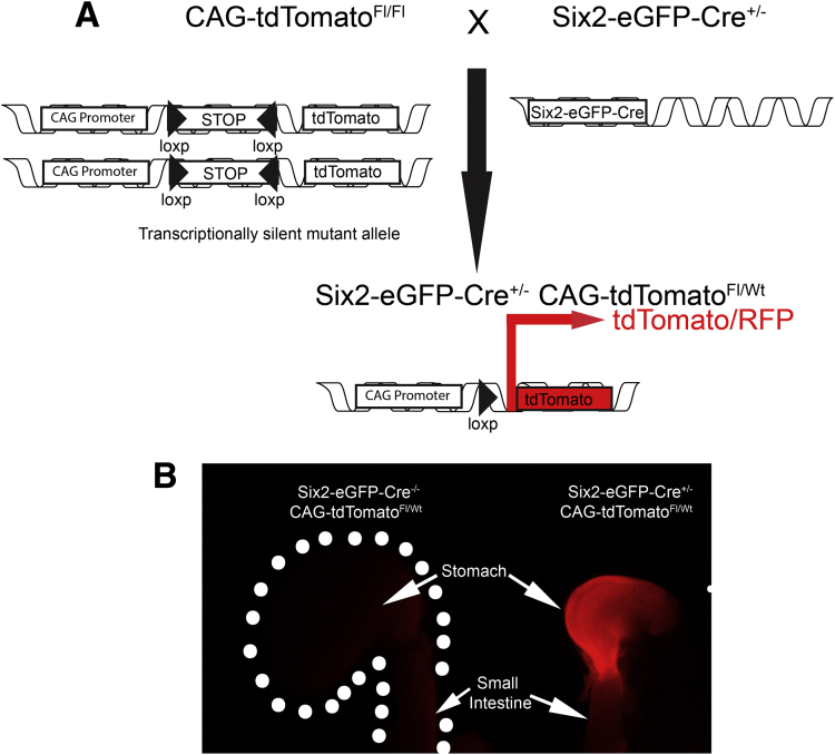 Figure 2